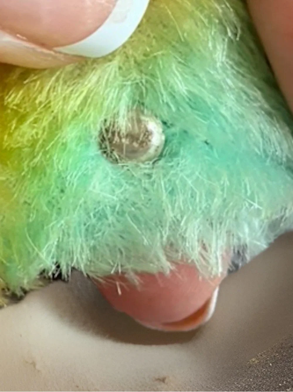 Vintage STEIFF Parrot Hand Puppet 1968-1977 Lora Red Macaw Mohair Bird EUC